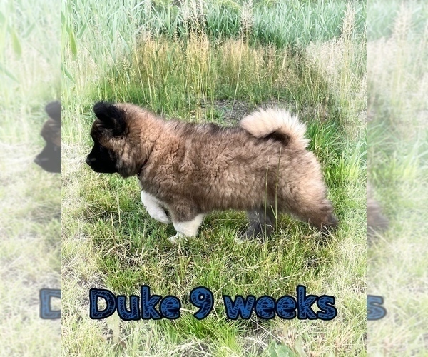 Medium Photo #42 Akita Puppy For Sale in BUTLER, PA, USA