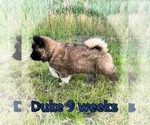 Small Photo #42 Akita Puppy For Sale in BUTLER, PA, USA