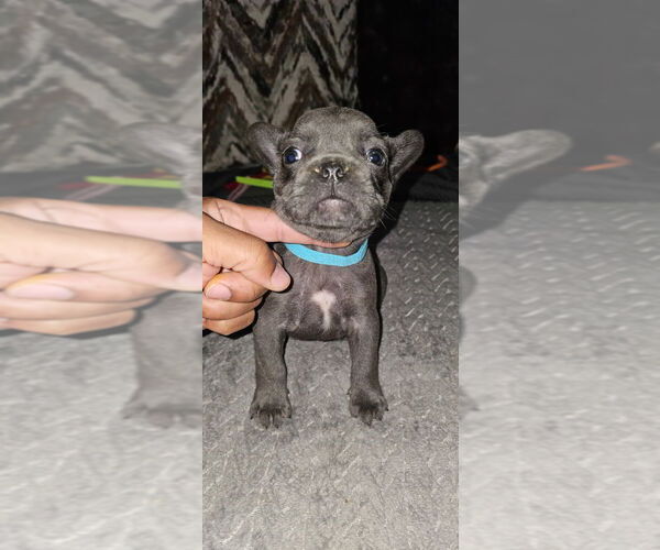 Medium Photo #1 French Bulldog Puppy For Sale in MABLETON, GA, USA
