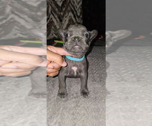 French Bulldog Puppy for sale in MABLETON, GA, USA
