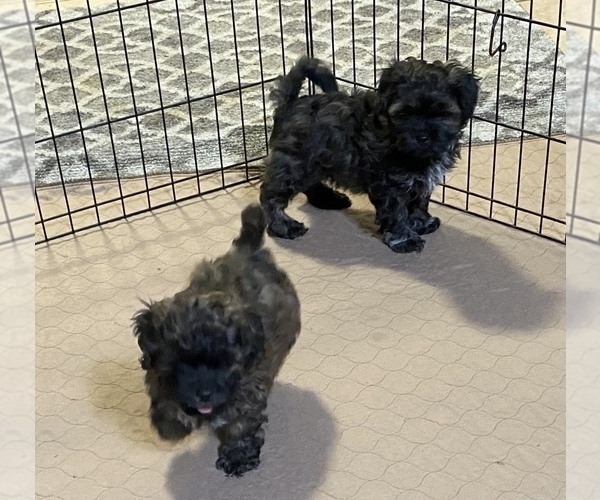 Medium Photo #2 Shih-Poo Puppy For Sale in GLOUCESTER, VA, USA