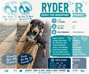 Mutt Dogs for adoption in Foristell, MO, USA