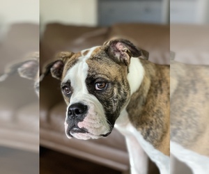 English Bulldog Puppy for sale in NORTH PROSSER, WA, USA