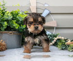 Small #1 Yorkshire Terrier