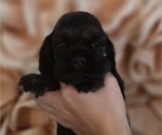 Puppy Puppy 1 Cocker Spaniel