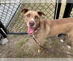 Small #1 American Staffordshire Terrier