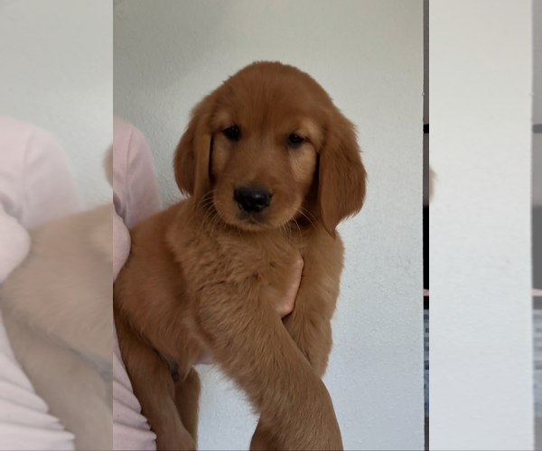 Medium Photo #2 Golden Retriever Puppy For Sale in DAVENPORT, FL, USA