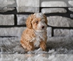 Small #2 Poodle (Toy)
