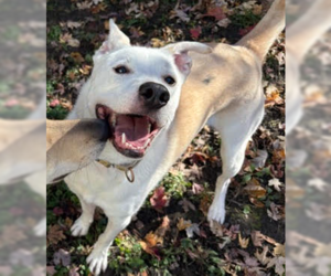Labsky Dogs for adoption in Brooklyn Center, MN, USA