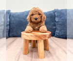 Small #1 Miniature Labradoodle