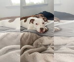 Small #20 American Pit Bull Terrier Mix