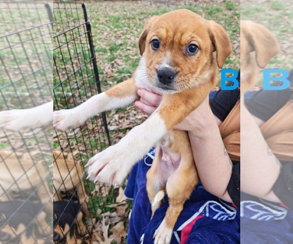 Medium Photo #4 Labrador Retriever-Unknown Mix Puppy For Sale in Royal Palm Beach, FL, USA