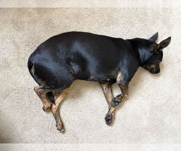 Medium Photo #3 Holland Shepherd-Retriever  Mix Puppy For Sale in San Diego, CA, USA