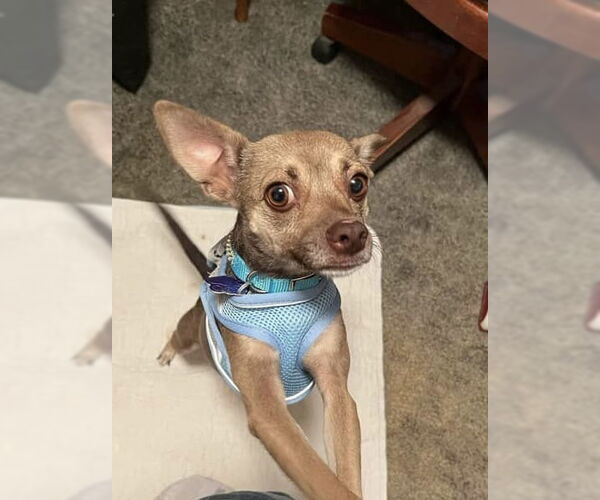 Medium Photo #2 Chihuahua Puppy For Sale in Bellevue, WA, USA