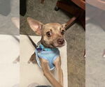 Small #1 Chihuahua