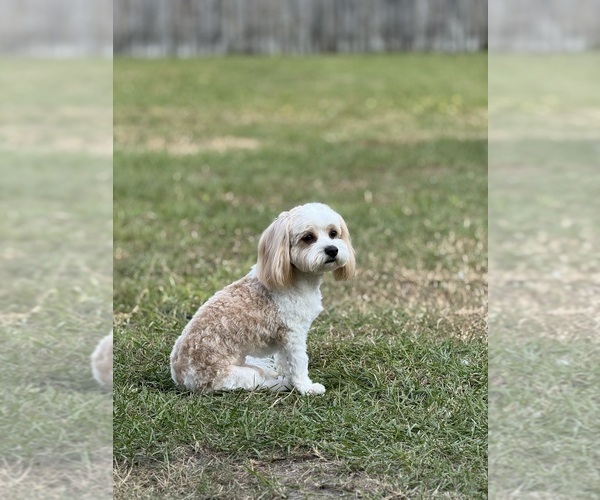 Medium Photo #1 Cavachon Puppy For Sale in HUBERT, NC, USA