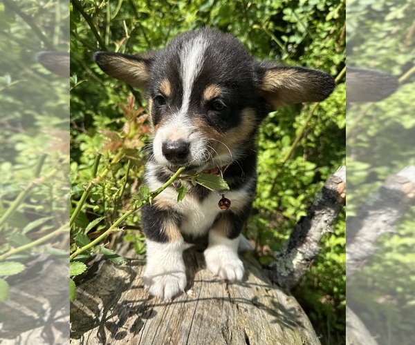 Medium Photo #8 Pembroke Welsh Corgi Puppy For Sale in PERKINSVILLE, VT, USA