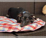 Small #1 Labrador Retriever Mix
