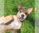 Small #31 Boston Terrier Mix