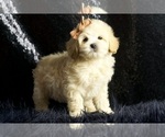 Puppy Amelia Maltipoo