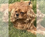 Small Photo #1 Cavalier King Charles Spaniel Puppy For Sale in NILES, MI, USA