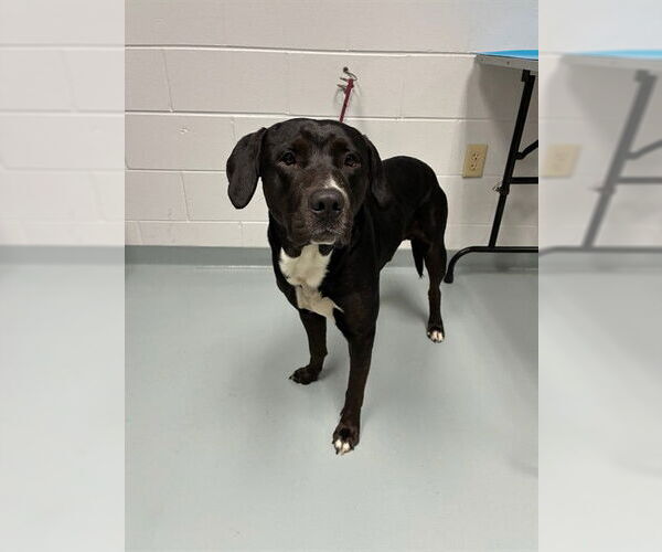 Medium Photo #1 Mutt Puppy For Sale in St. Cloud, FL, USA