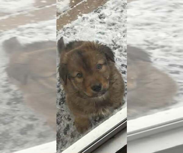 Medium Photo #1 Mutt Puppy For Sale in Plainfield, IL, USA