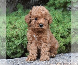 Poodle (Miniature) Puppy for sale in MILLERSTOWN, PA, USA