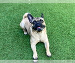 PUNCHIE - Male Frenchie Pug Dog for Adoption - Small photo