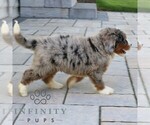 Small #2 Bernedoodle (Miniature)