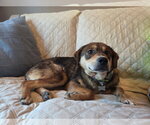 Small #3 Mutt