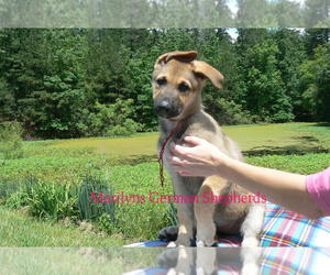 German Shepherd Dog Puppy for Sale in PIEDMONT, Missouri USA