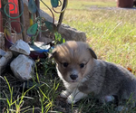 Small Photo #21 Pembroke Welsh Corgi Puppy For Sale in MIDLOTHIAN, TX, USA
