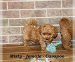 Small #2 Cavapoo