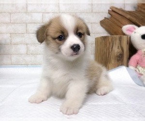 Pembroke Welsh Corgi Puppy for sale in SALT LAKE CITY, UT, USA