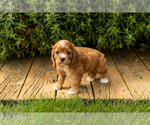 Small #7 Cocker Spaniel