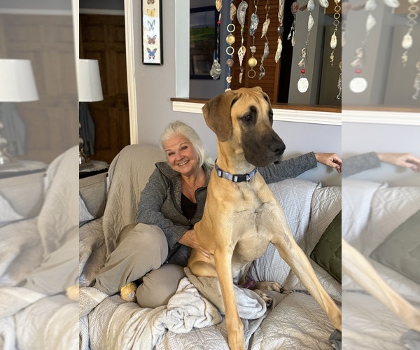 Medium Photo #9 Great Dane Puppy For Sale in NEWARK, OH, USA