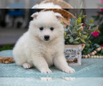 Small #1 American Eskimo Dog