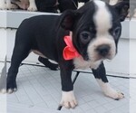 Small #4 Boston Terrier
