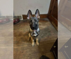 Medium German Shepherd Dog