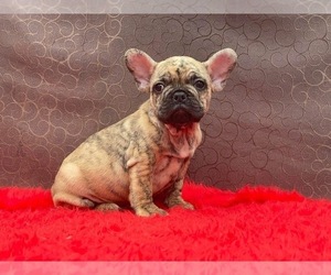 French Bulldog Puppy for sale in SAN DIEGO, CA, USA