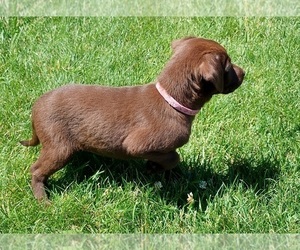 Labrador Retriever Puppy for sale in LOVELAND, CO, USA
