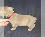 Small #9 Olde English Bulldogge