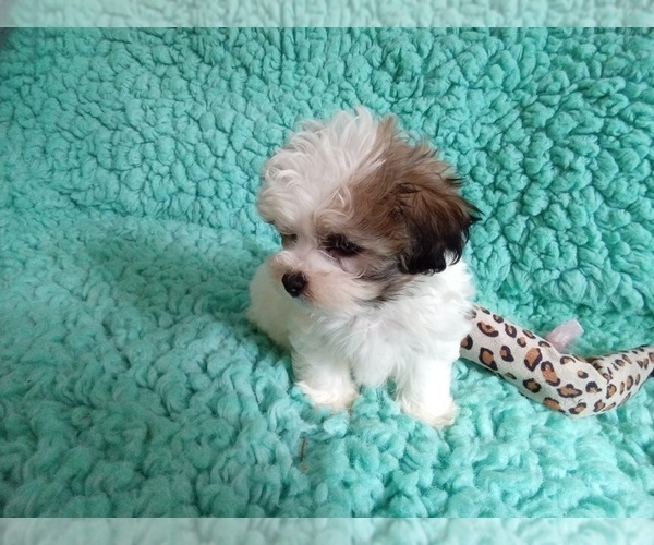 Medium Photo #2 Zuchon Puppy For Sale in LAUREL, MS, USA