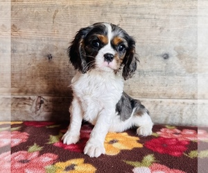 Cavalier King Charles Spaniel Puppy for sale in VERMONTVILLE, MI, USA