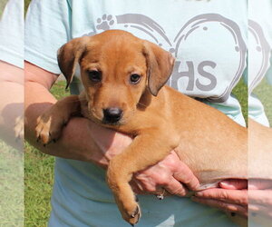 Retriever -Unknown Mix Dogs for adoption in Prattville, AL, USA