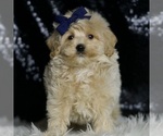 Small #1 Maltipoo (Miniature)