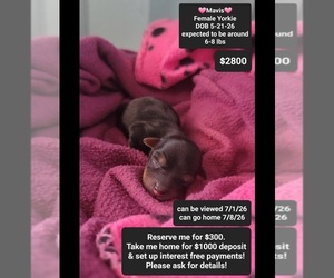 Yorkshire Terrier Puppy for sale in TUCSON, AZ, USA
