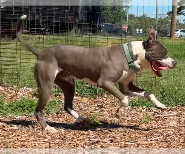 Medium Photo #4 Mutt Puppy For Sale in Rustburg, VA, USA