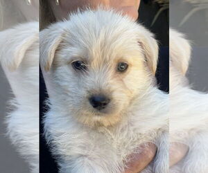 Hava-Apso Dogs for adoption in Dana Point, CA, USA